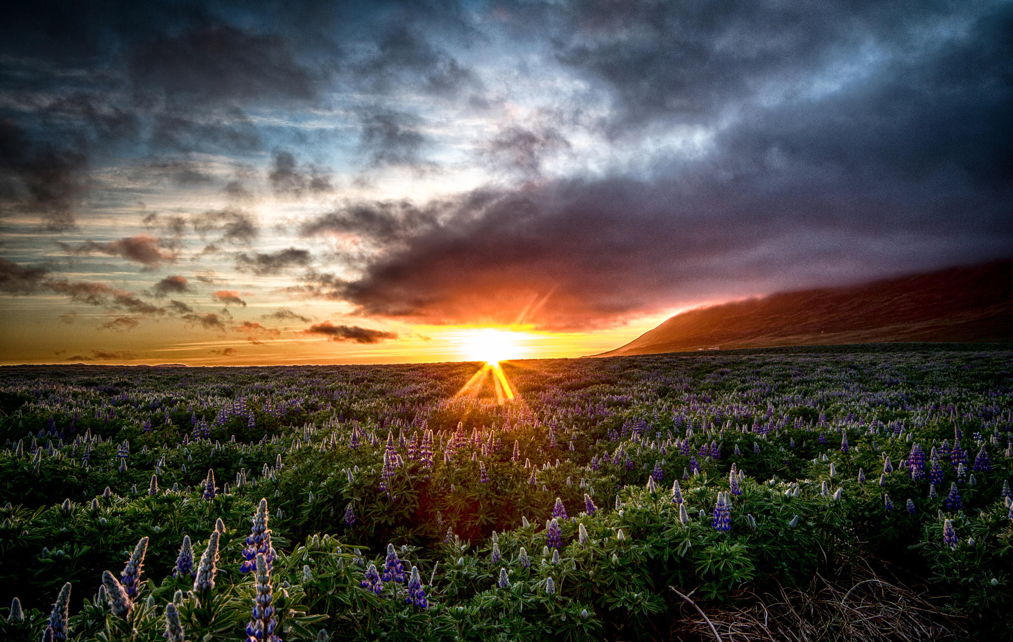 Sunset & Lupine field in Iceland