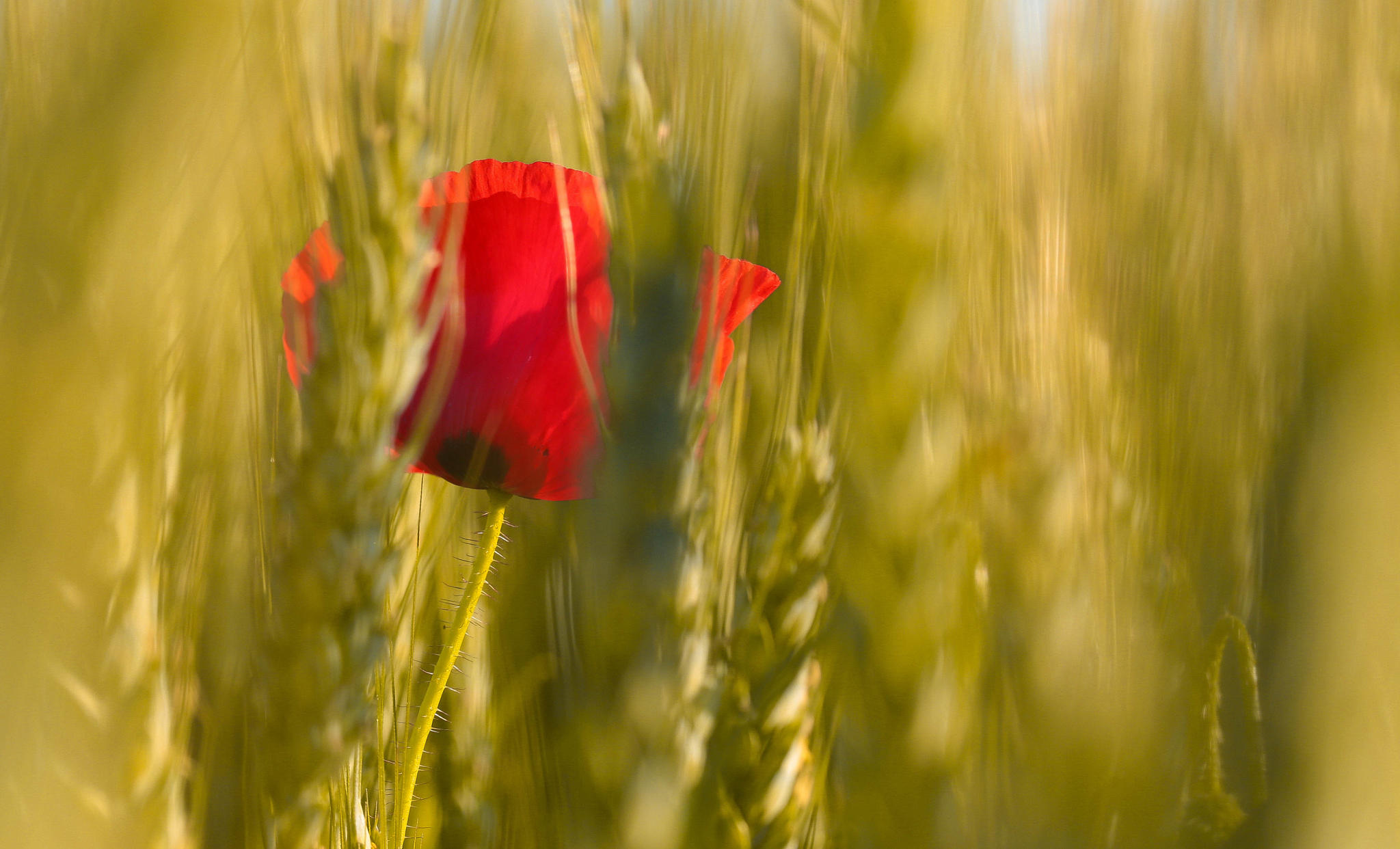 The last poppy before the harvest!