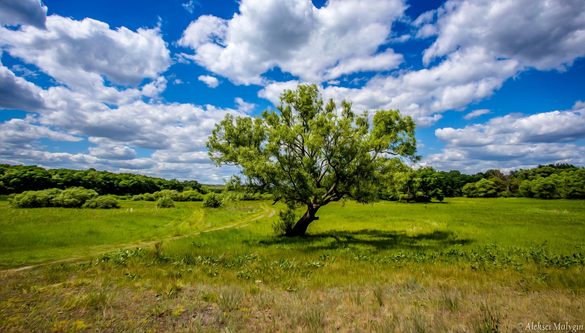 Lonely tree...