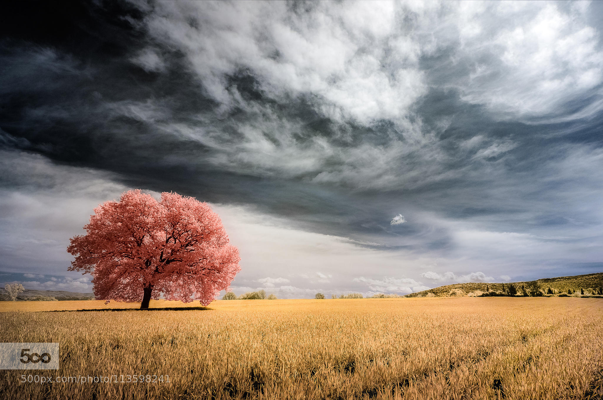 Cherry Tree