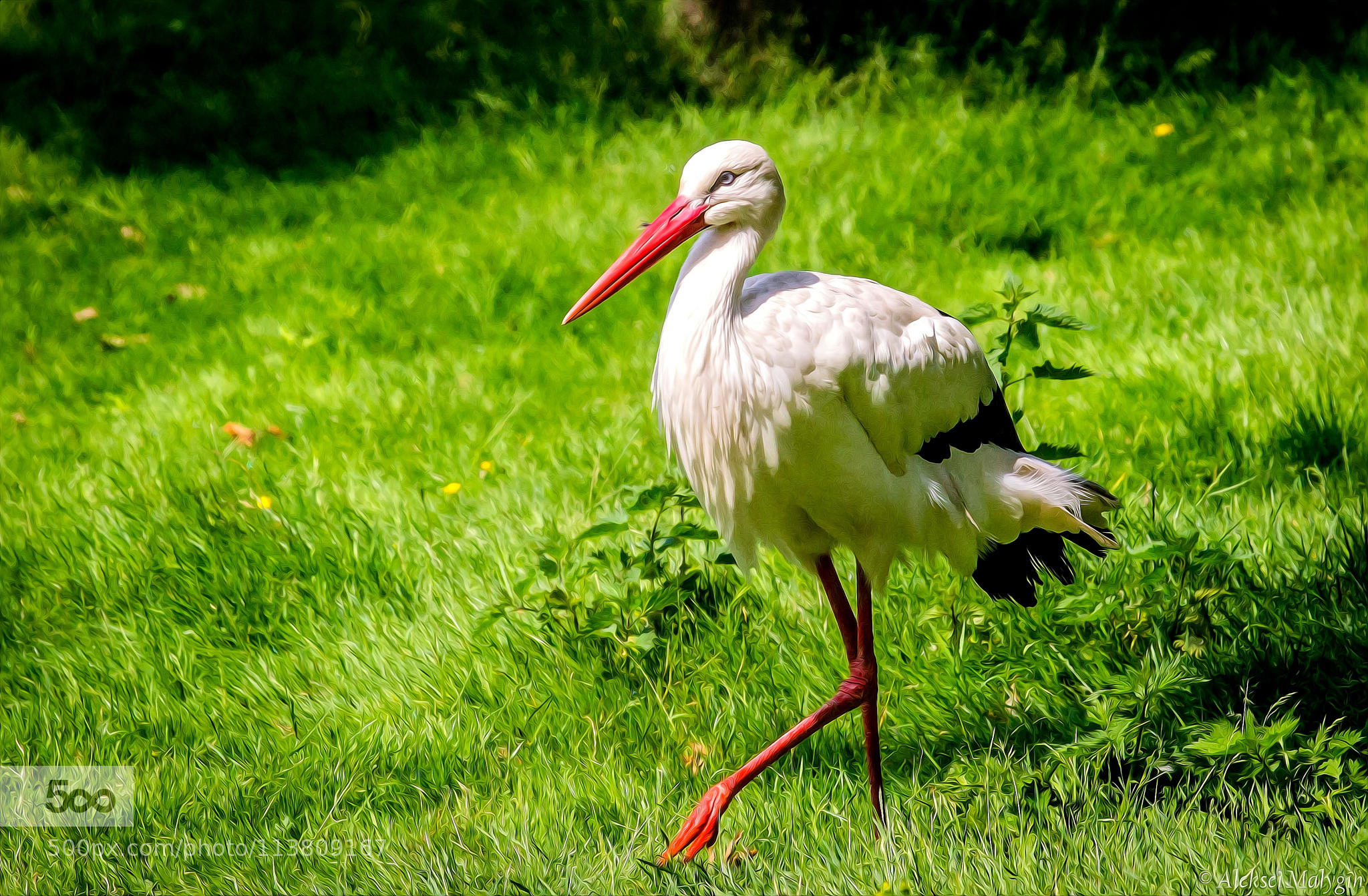 Stork walking...
