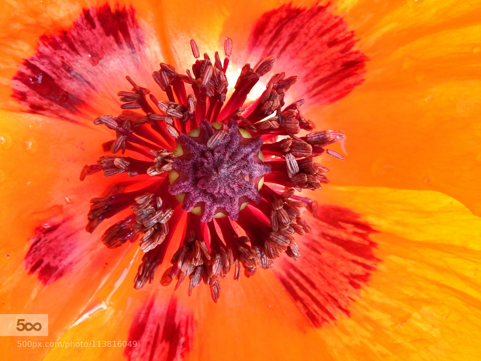 Poppy macro