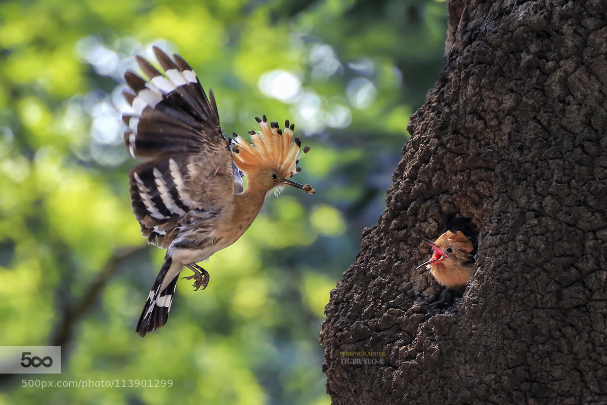 Hoopoe