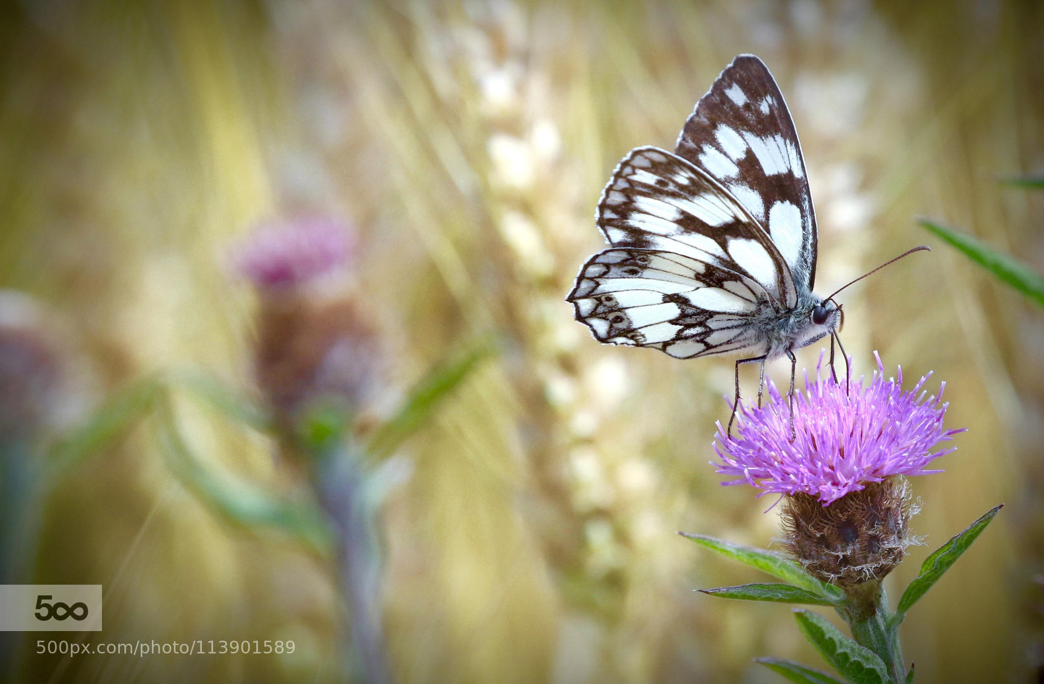 butterfly!