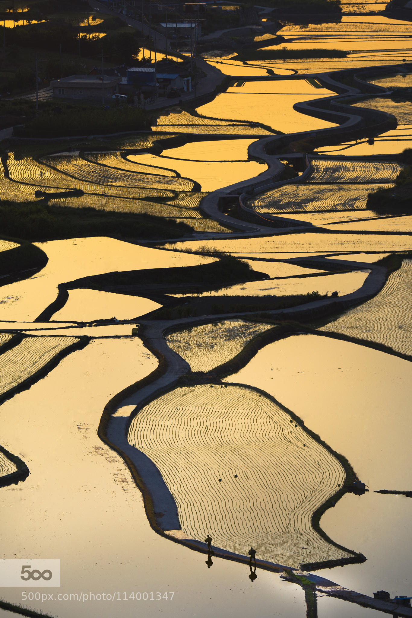 Golden field