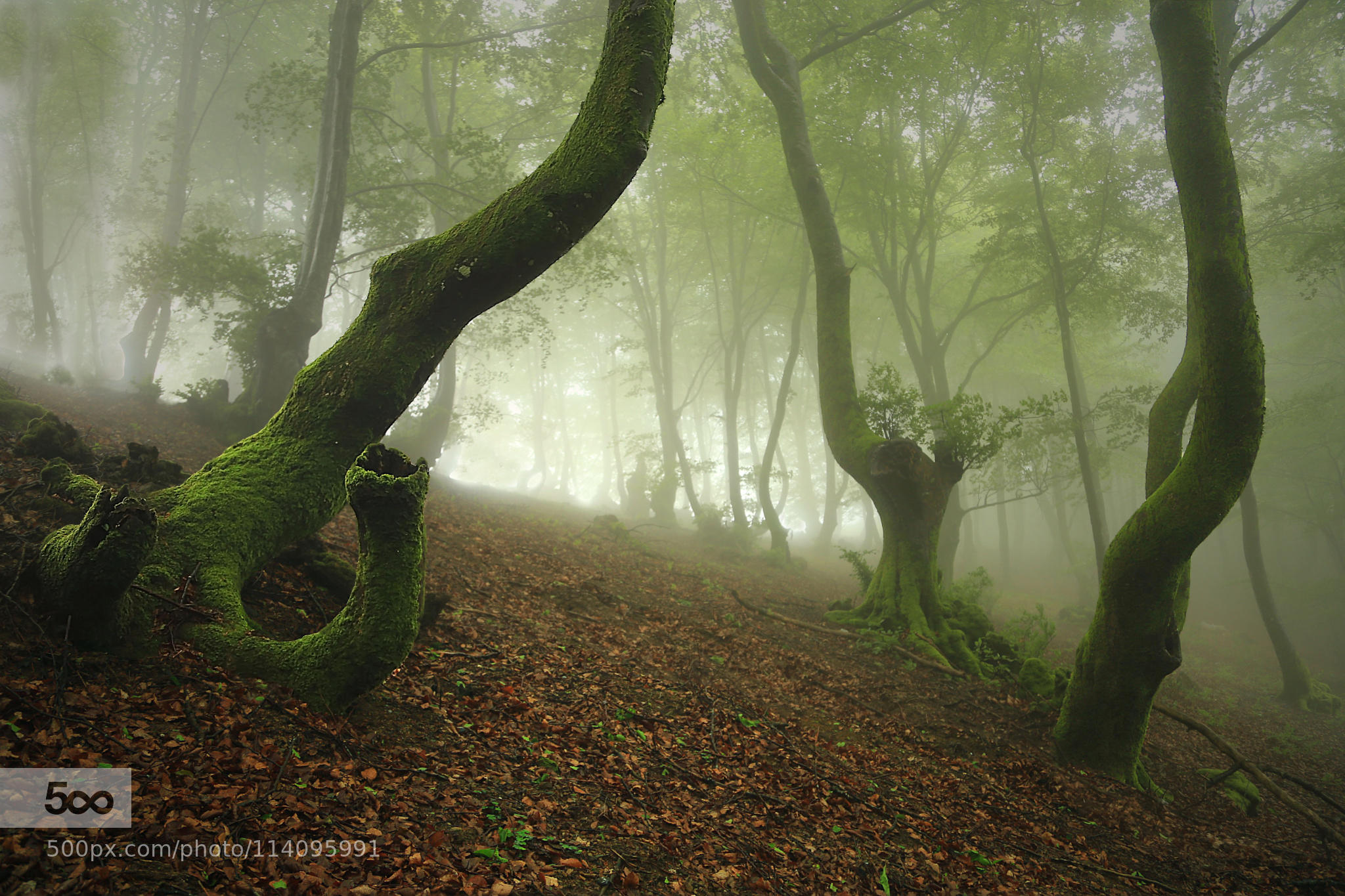 FORMS IN THE FOG / FORMAS EN LA NIEBLA