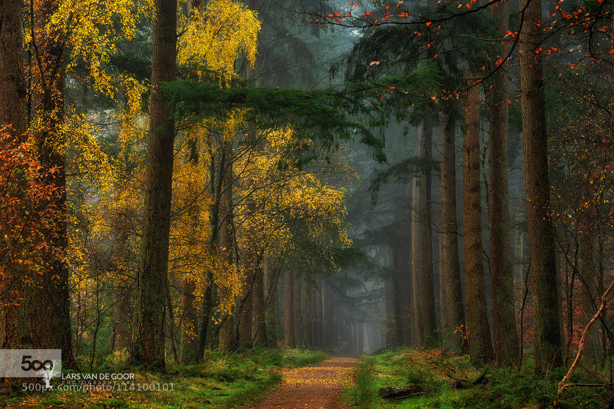 Colors of the Forest