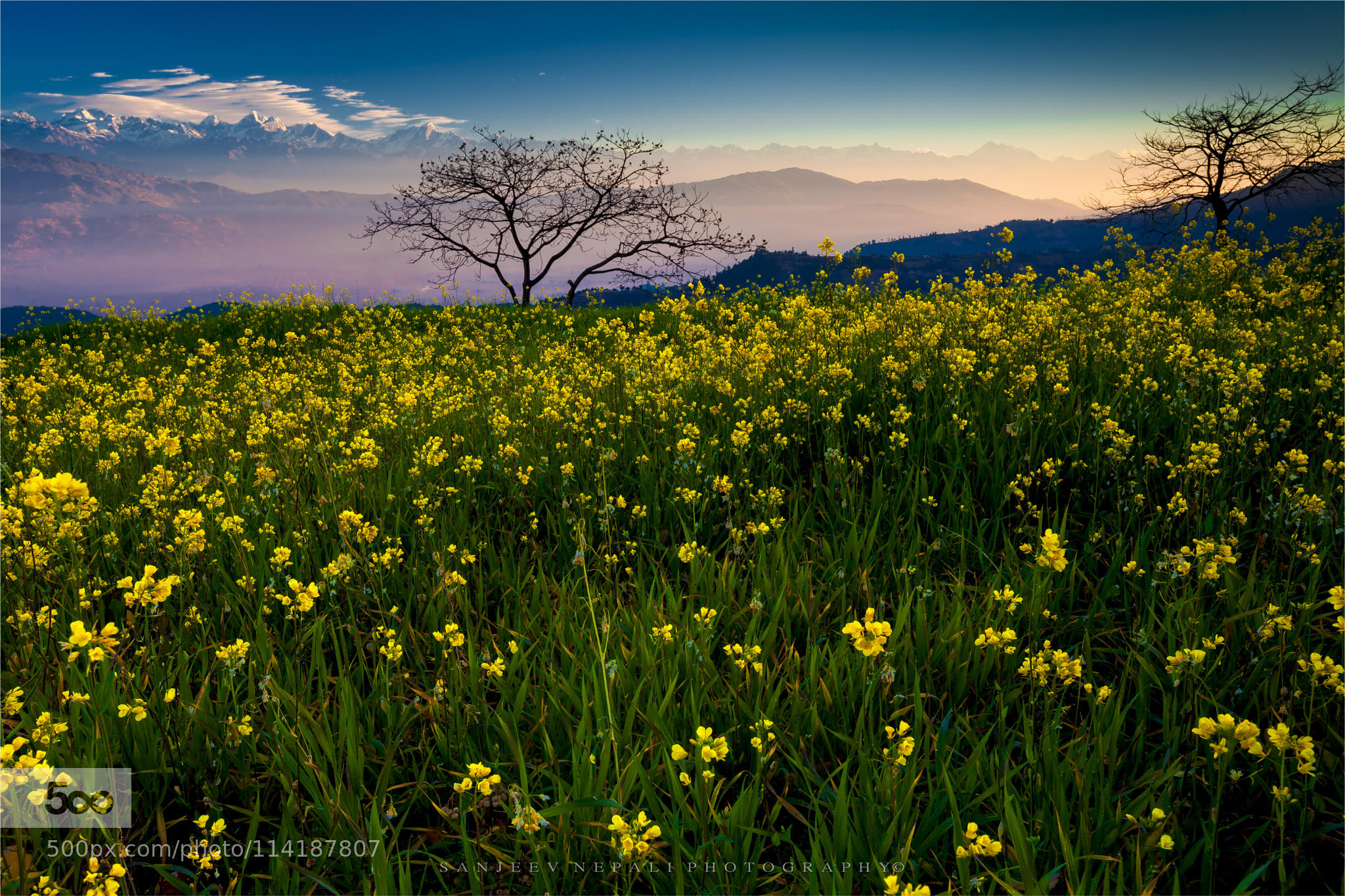 morning yellows II