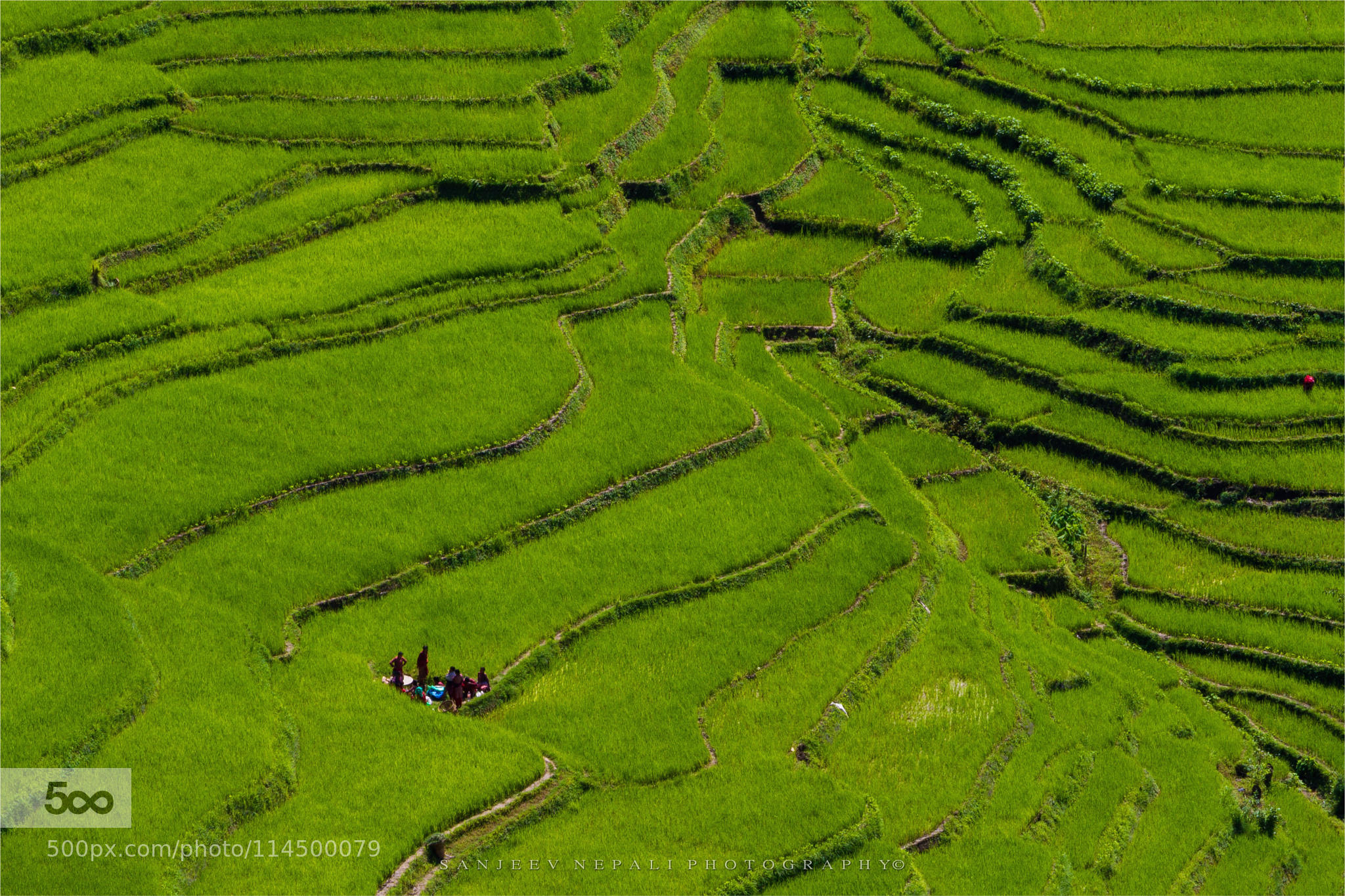 green field