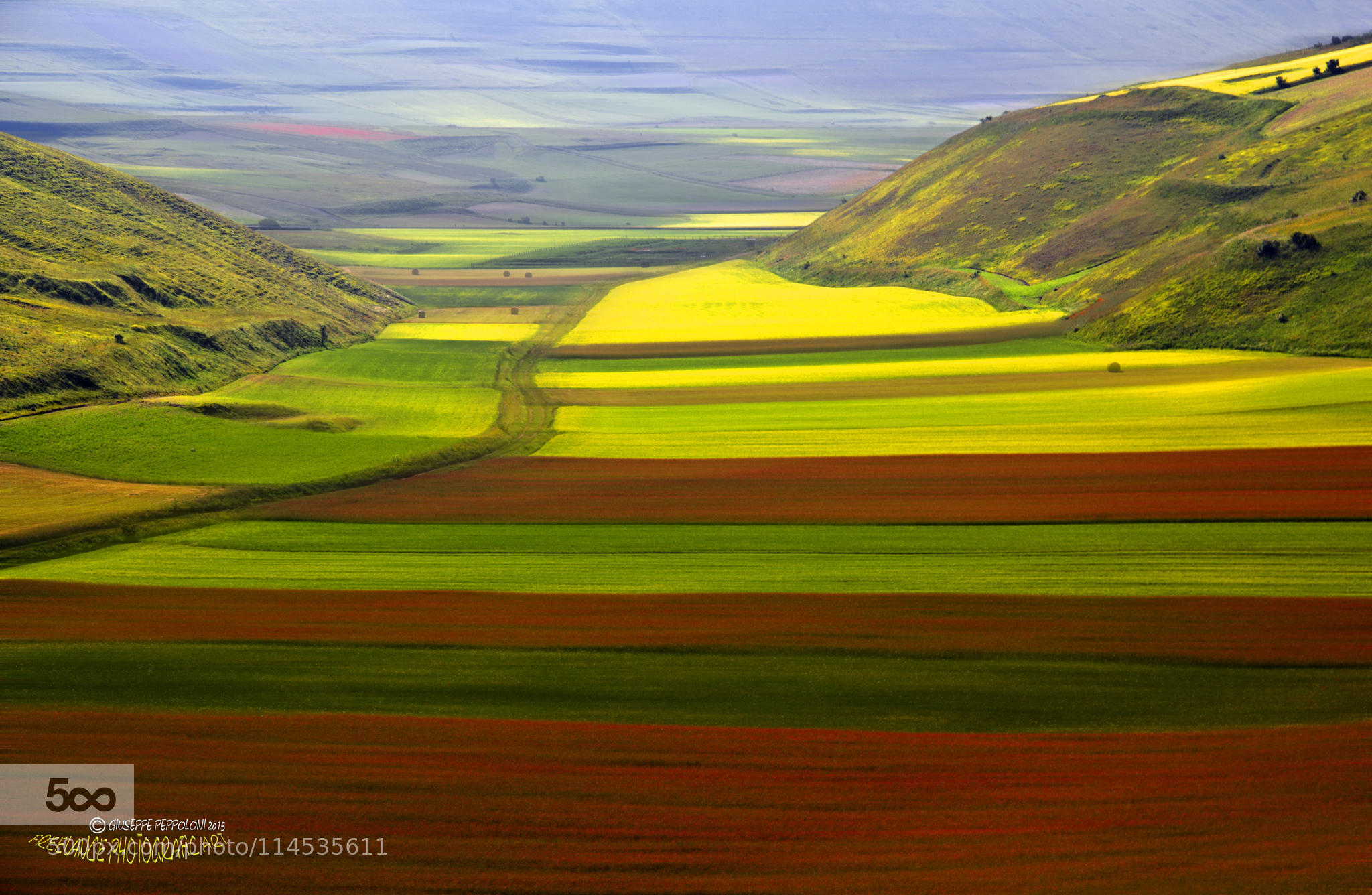 Carpet of flowers