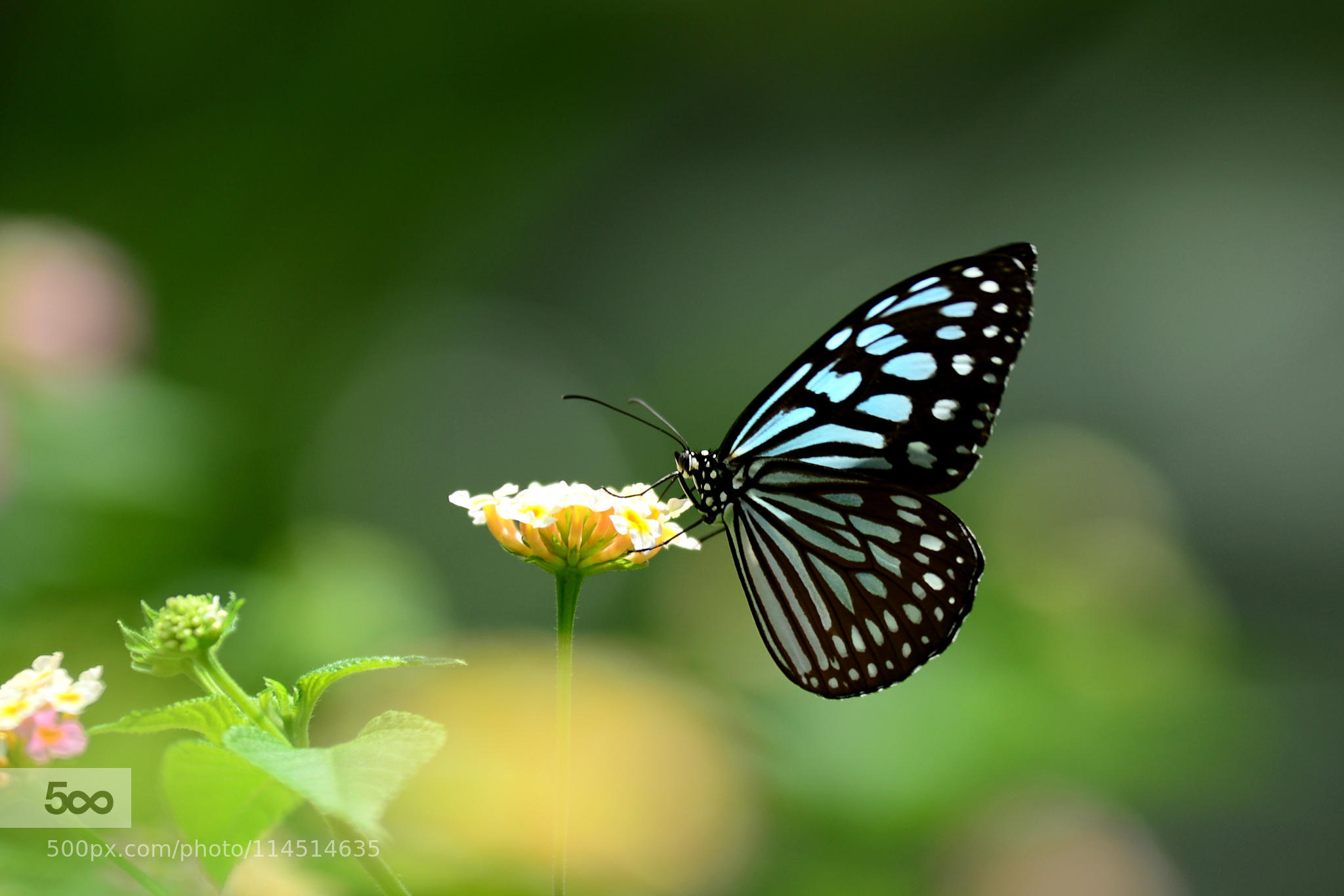 Ideopsis Similis 3