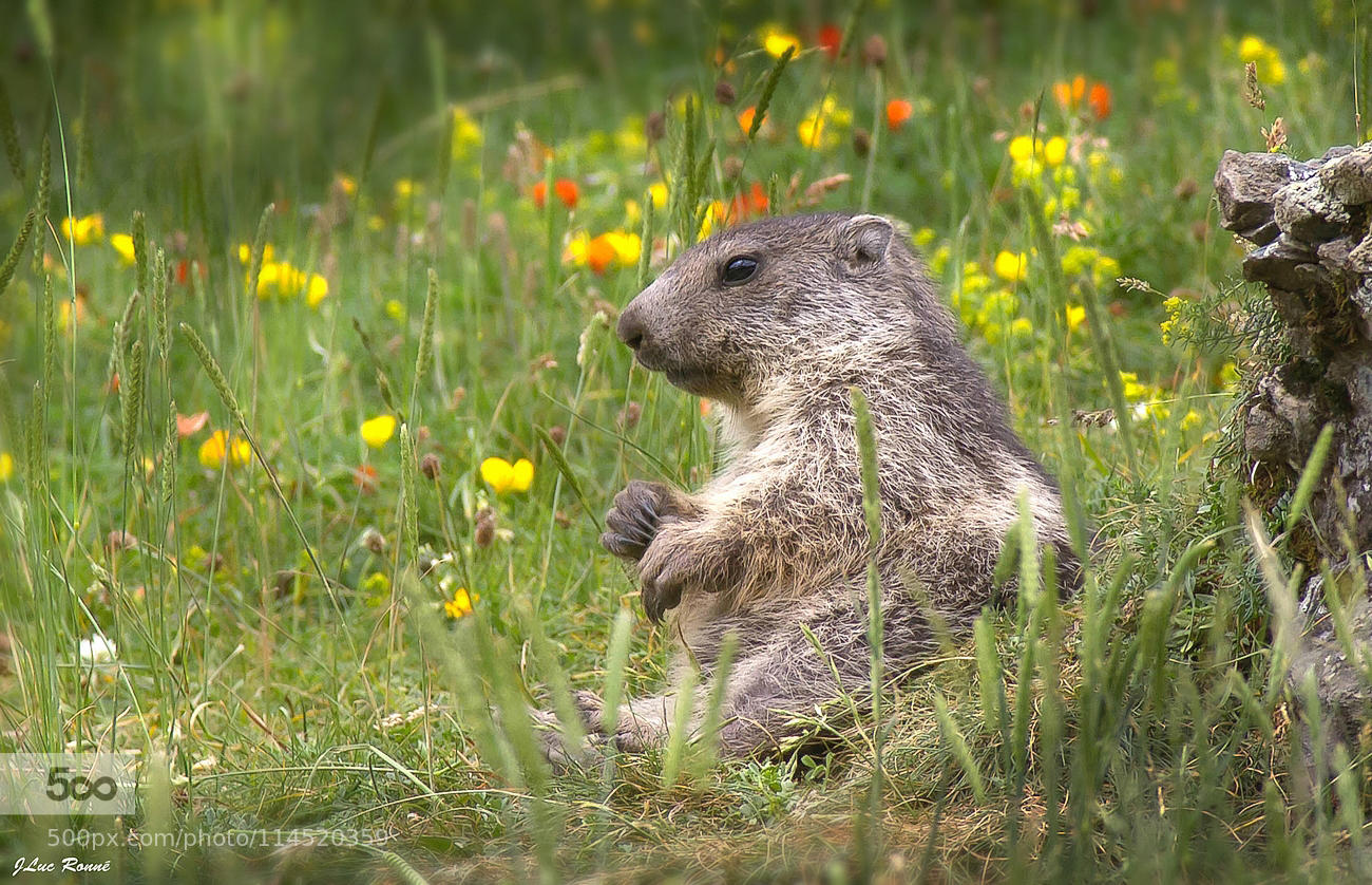 Marmotte bucolique