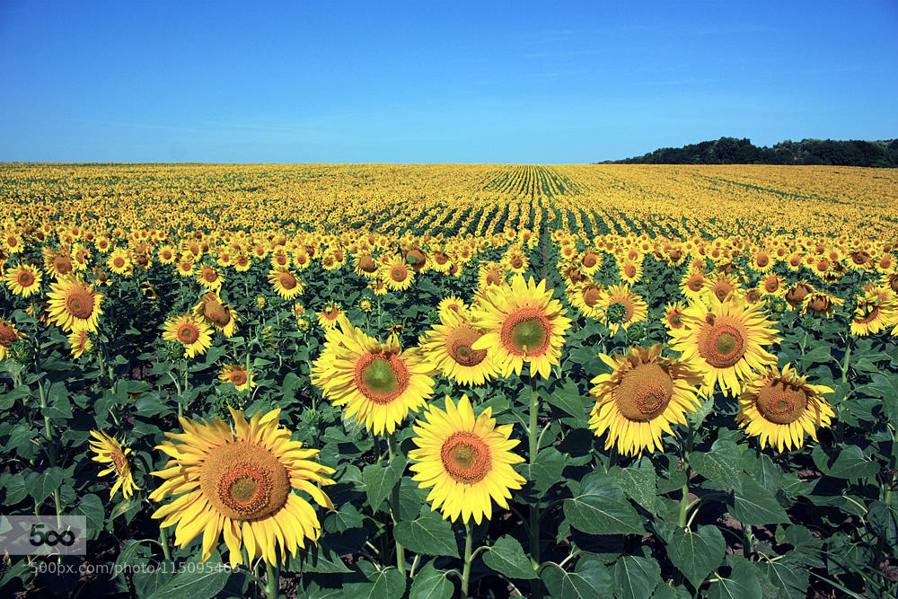 Sunflowers Field