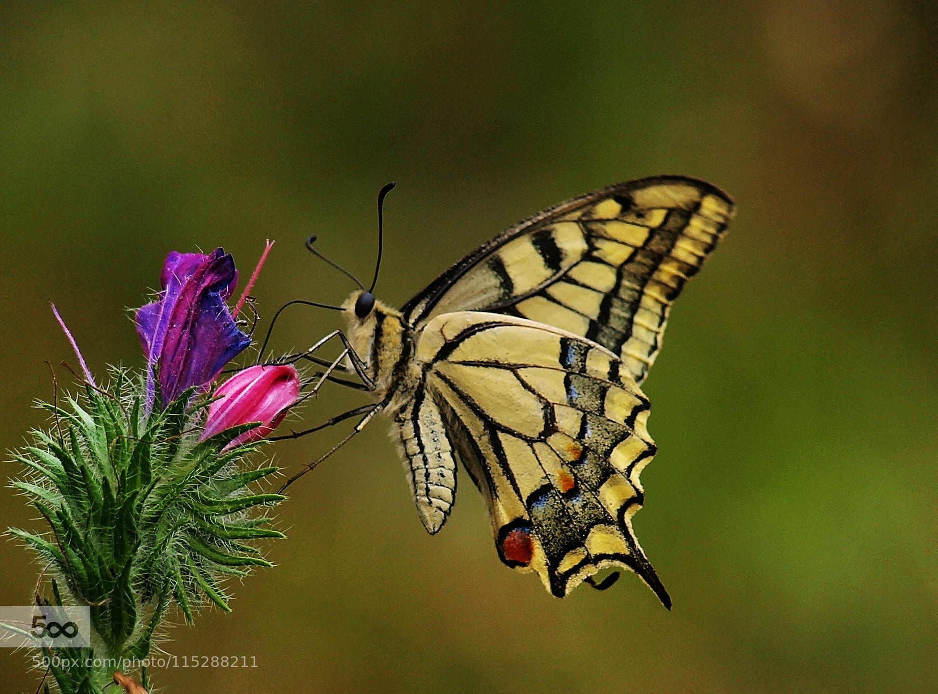 just another Swallowtail :-)