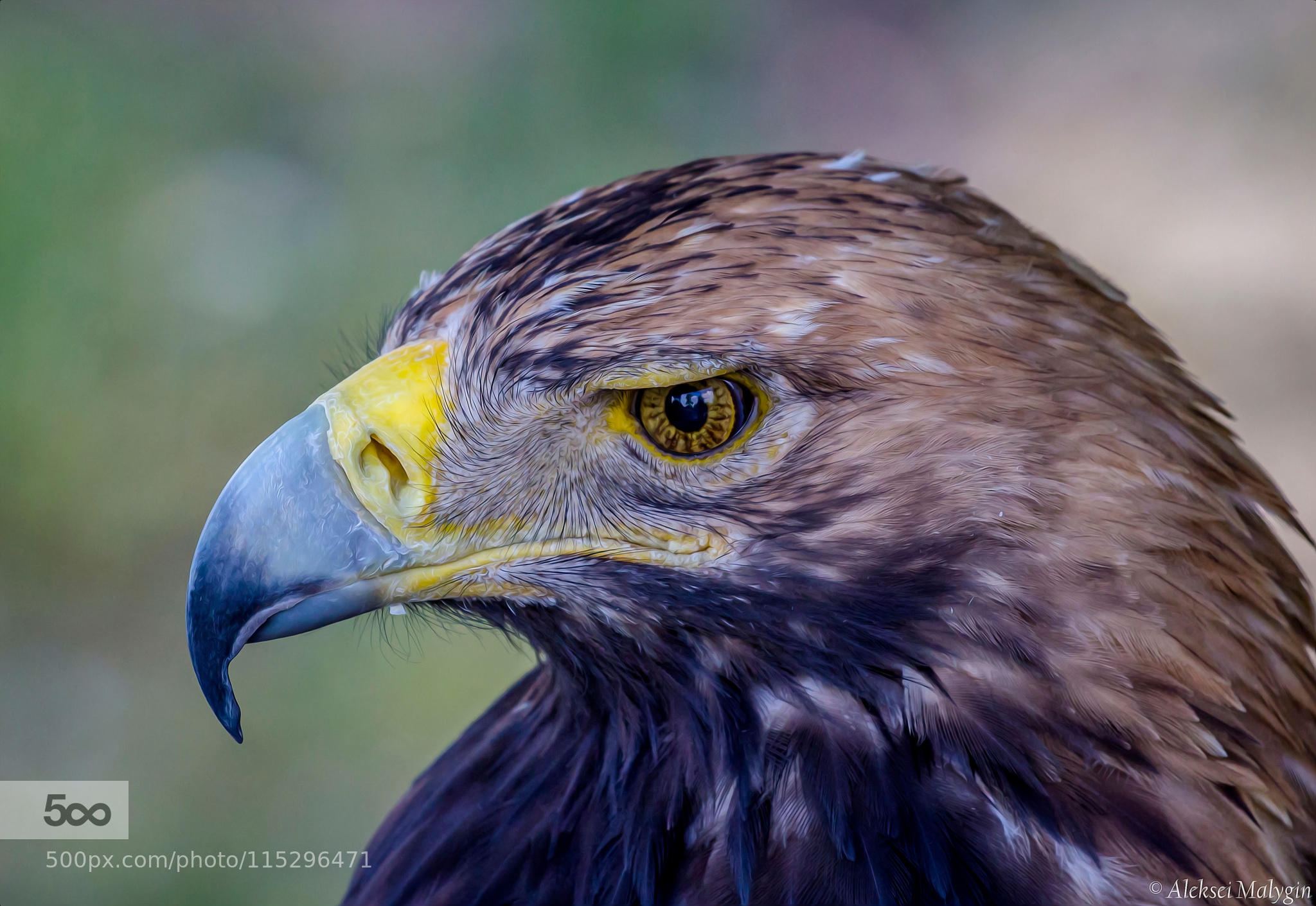 Portrait of a steppe eagle (Aquila nipalensis)