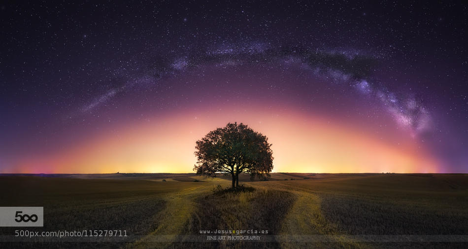 The Lone Tree