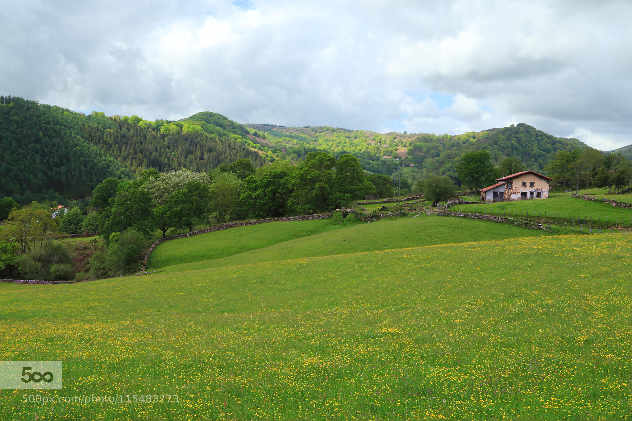 GREEN FIELDS / VERDES CAMPOS