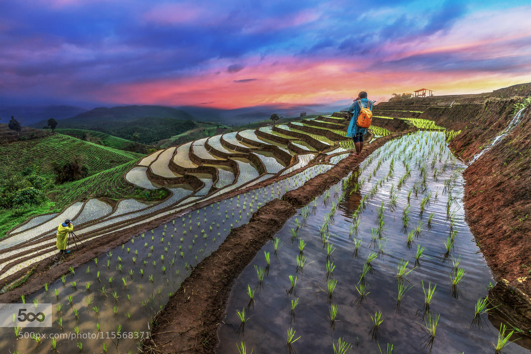 Step field in Chiang Mai Thailand.