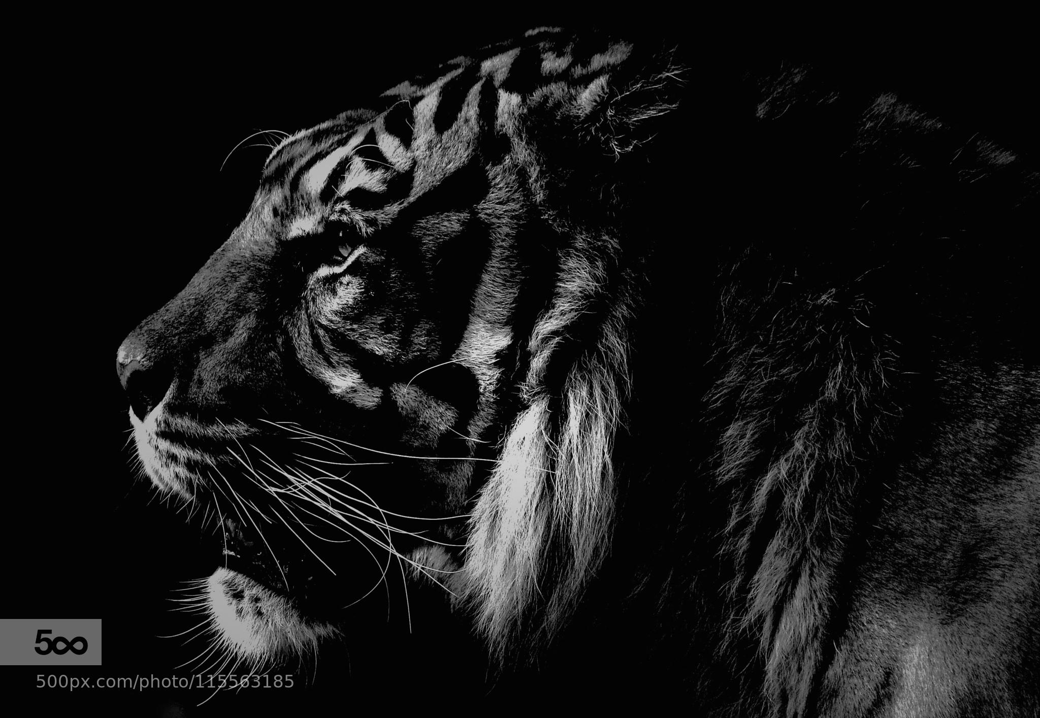 tiger in bw!