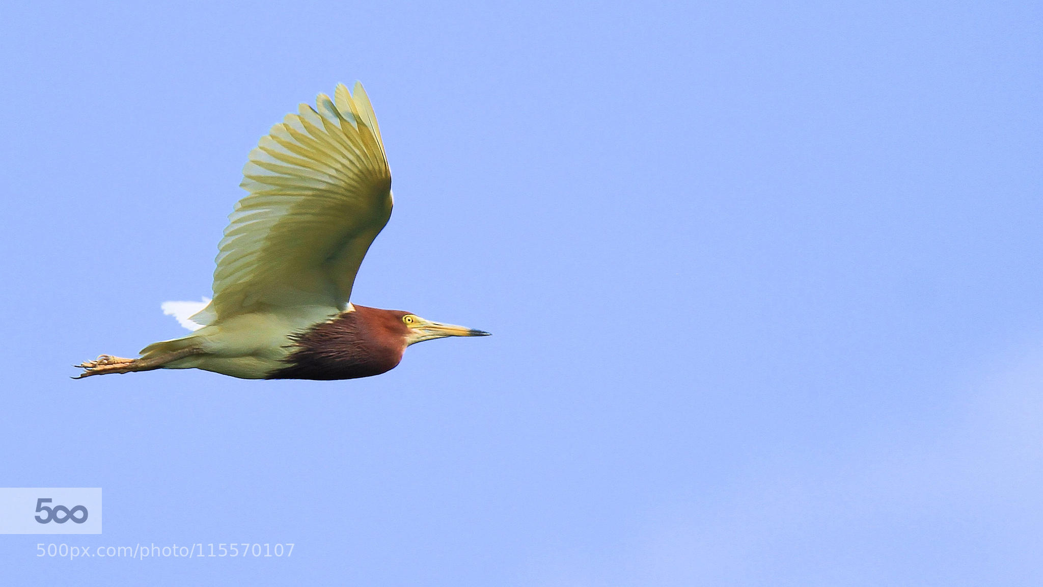 Rufescent tiger heron