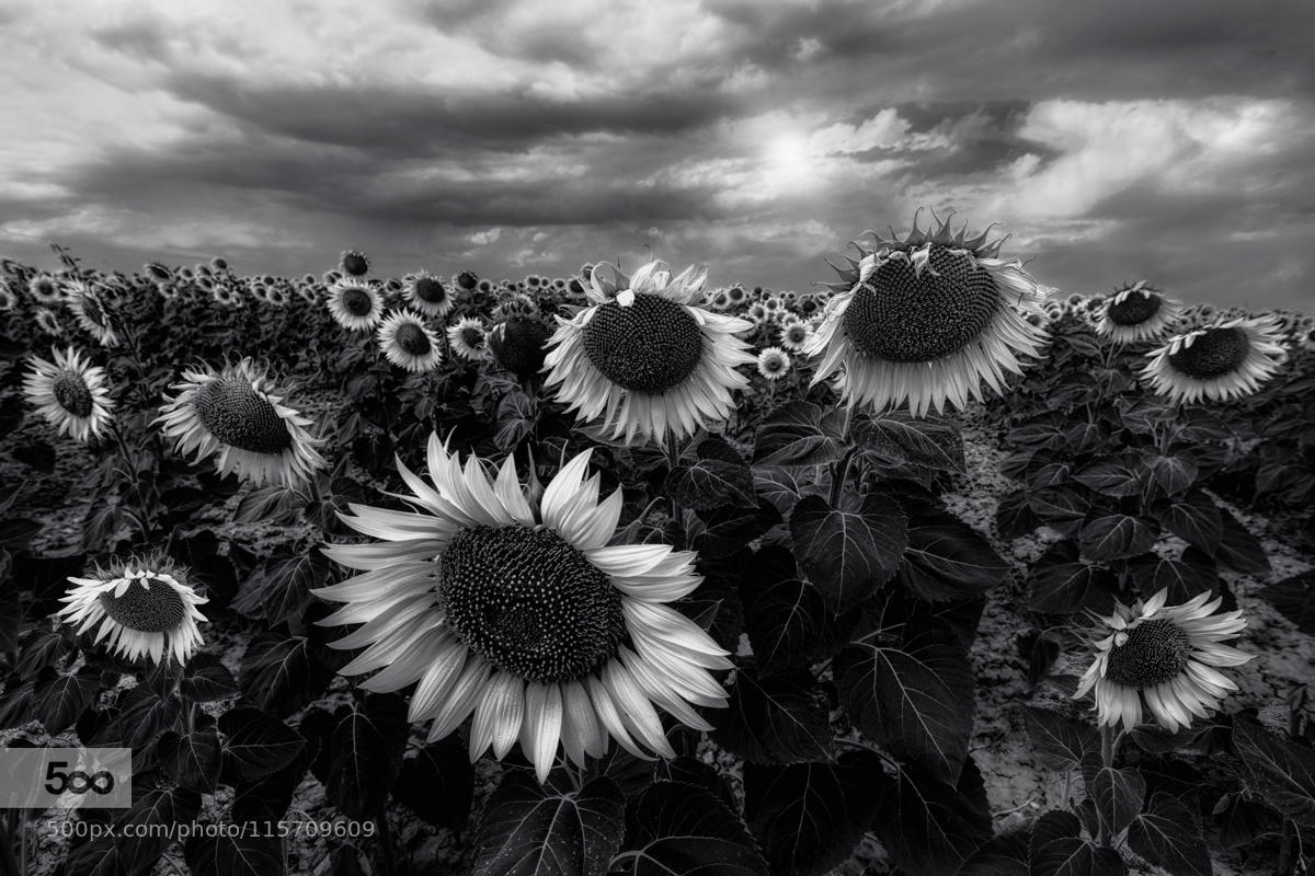 Sunflowers