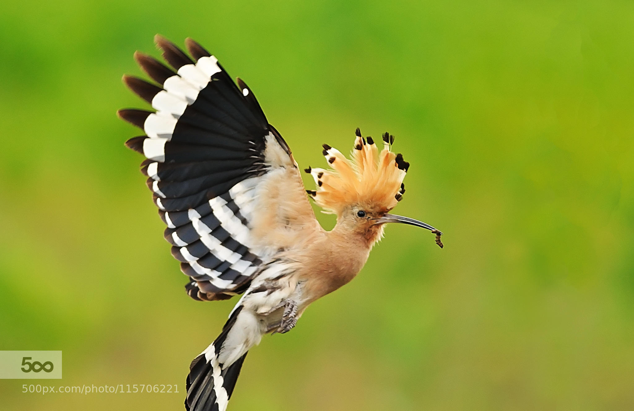 Hoopoe