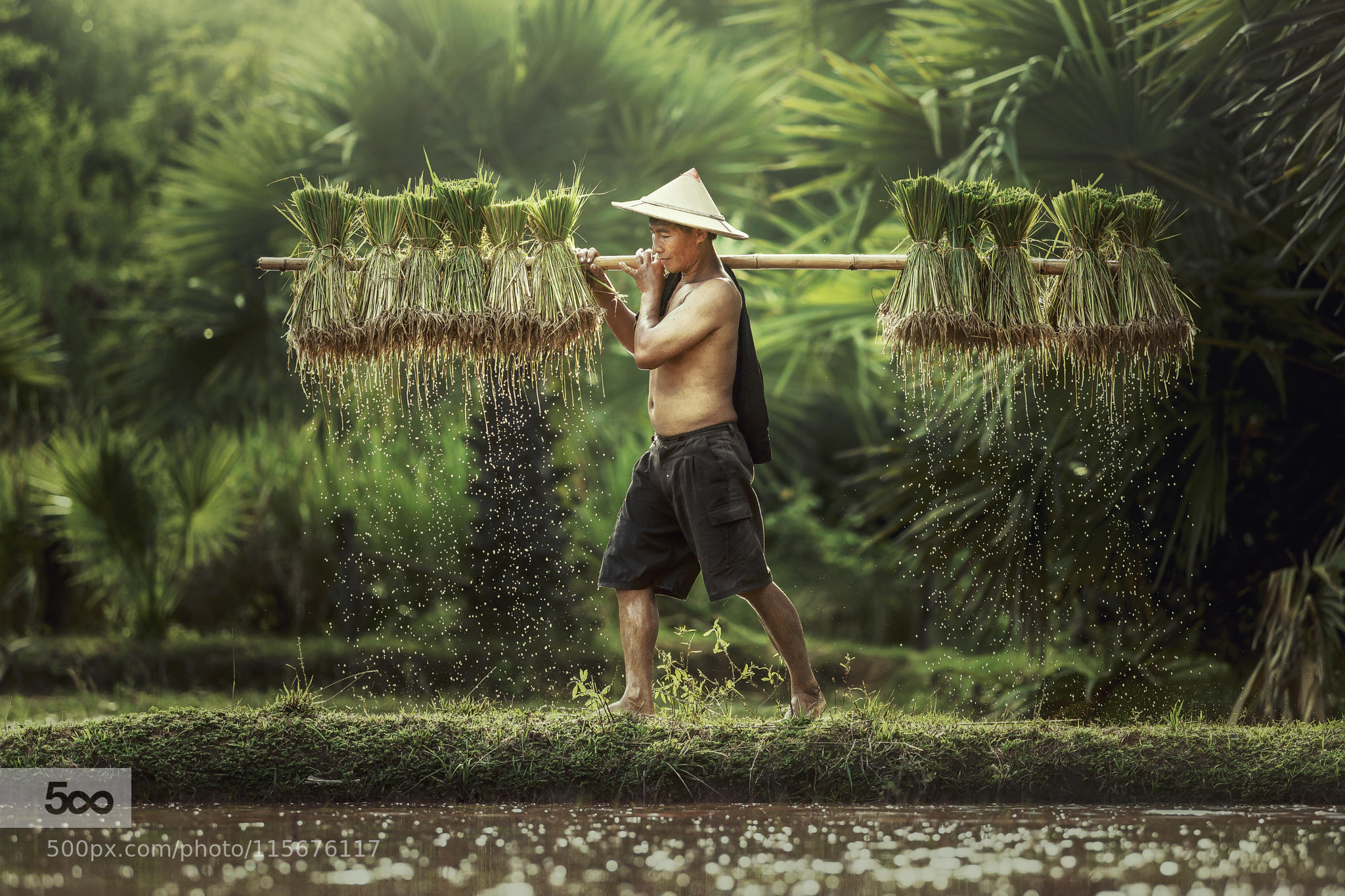 Farmers grow rice in the rainy season. They were soaked with wat