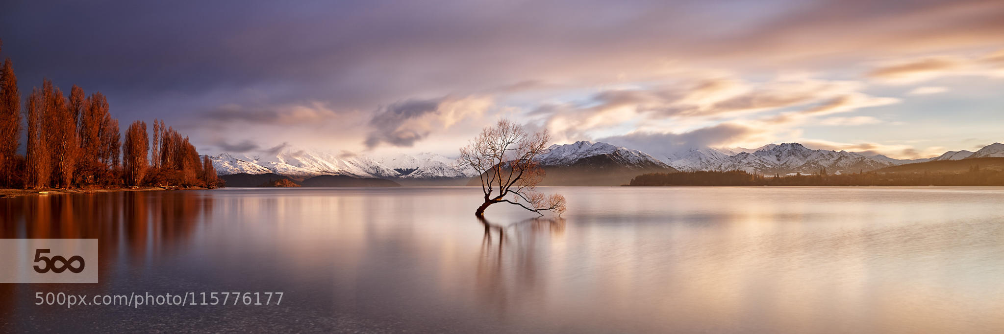 Wanaka Tree