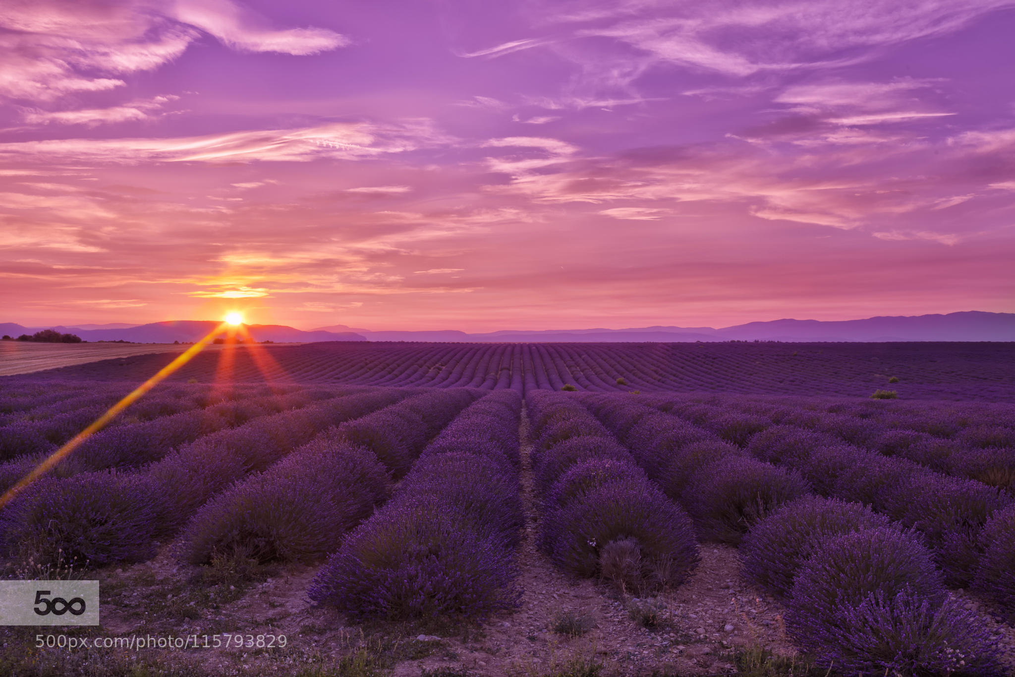 Lavender heaven