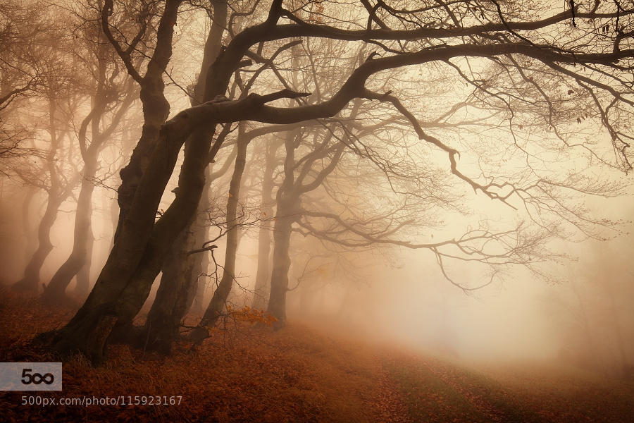 In the autumn forest