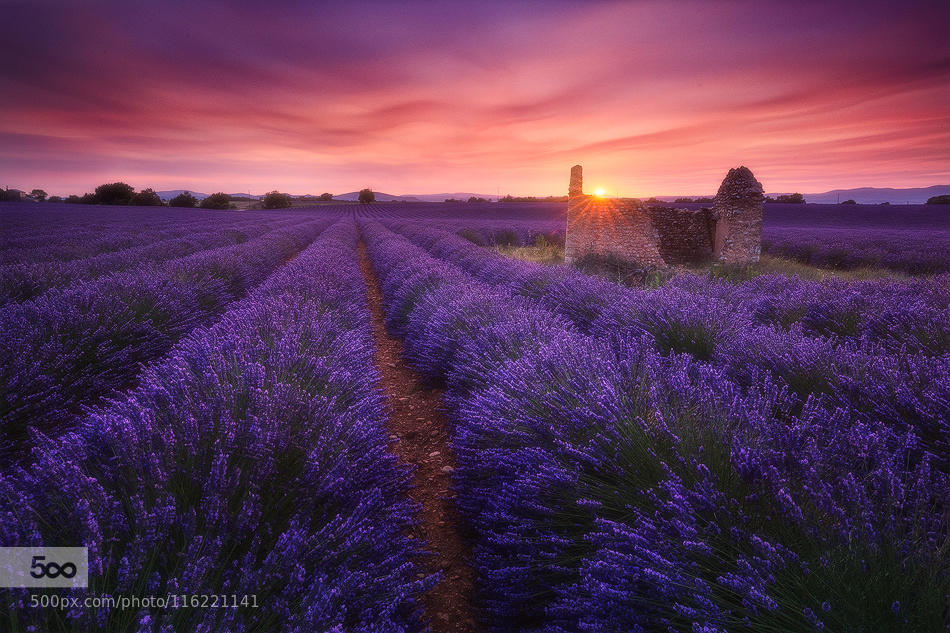 Violet garden