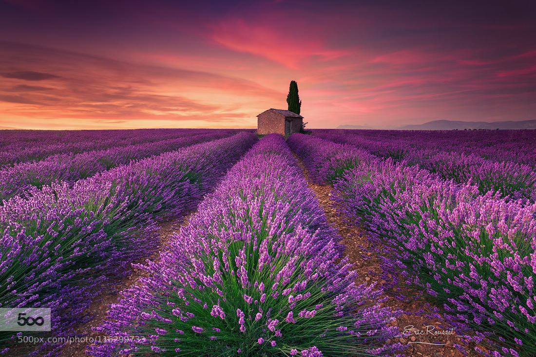 Lavender Field - Valensole (France)