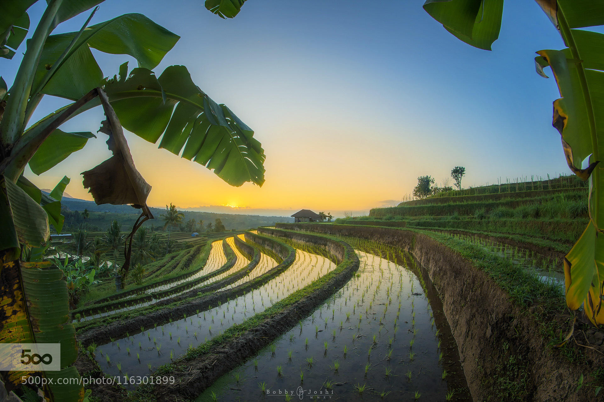 Rice terrace of Jatiluwih