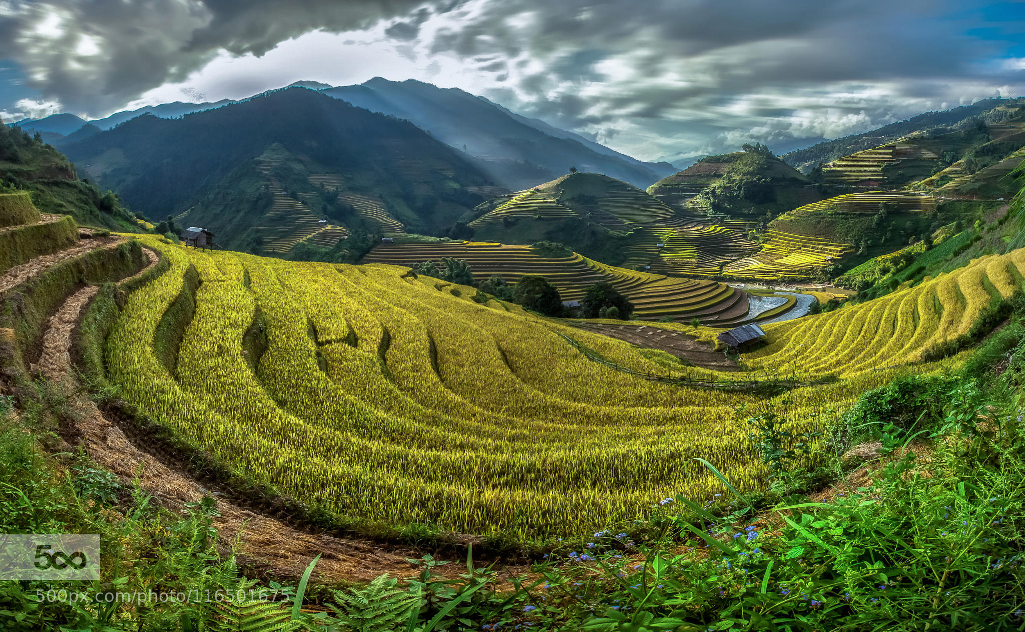 Beautiful Rice Terraces, South East Asia
