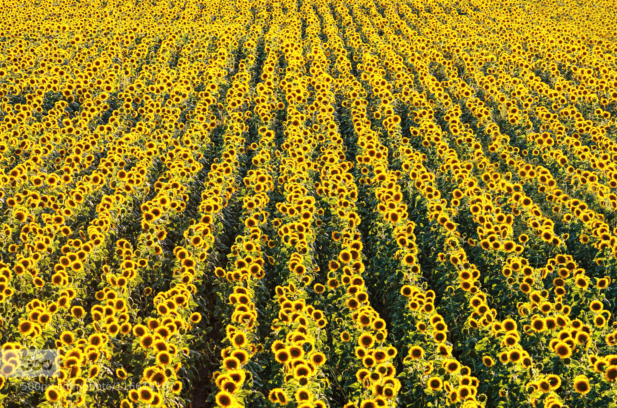 Sunflower Field