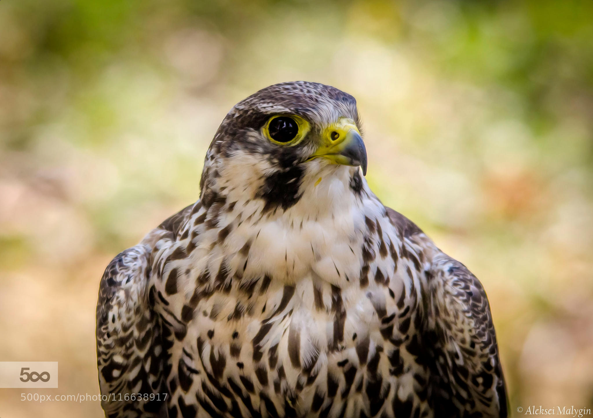 Falcon's portrait