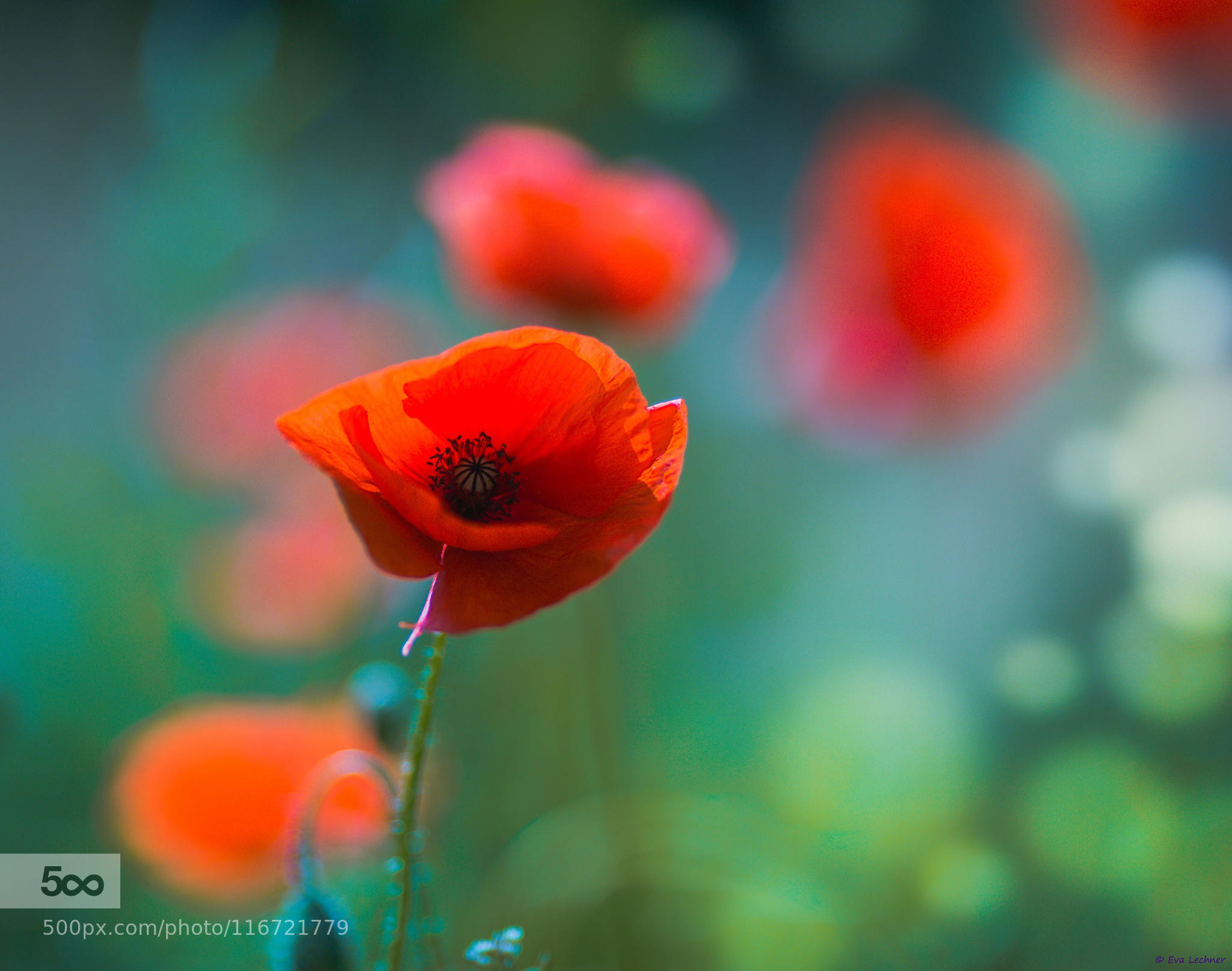 Poppies