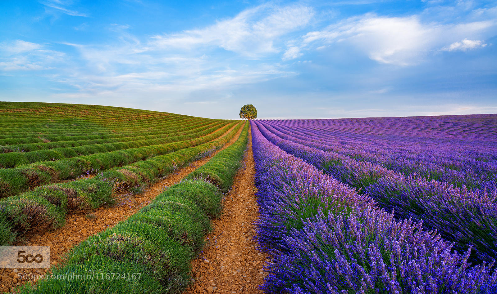 Lavender