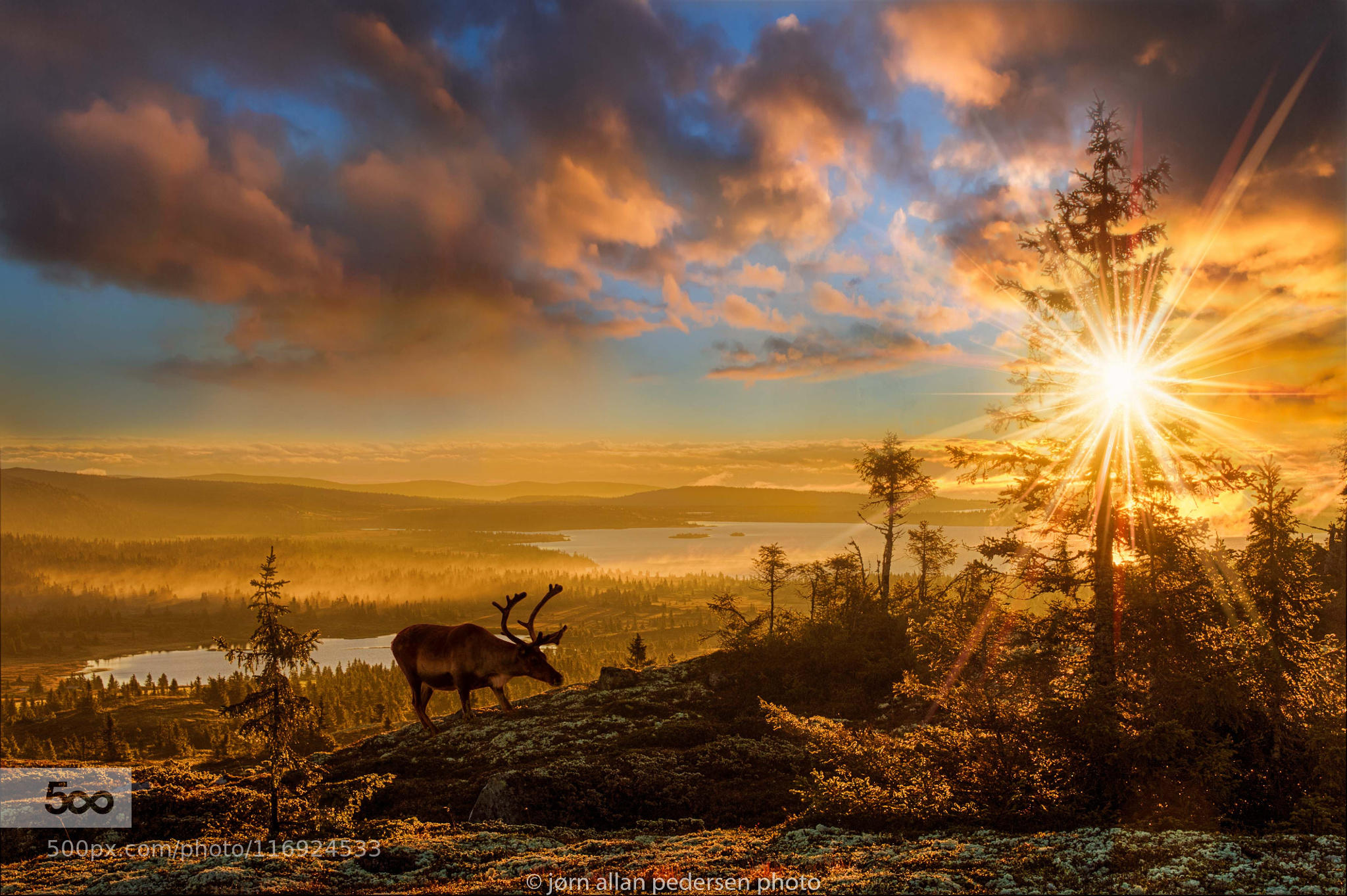 Reindeer in sunrise