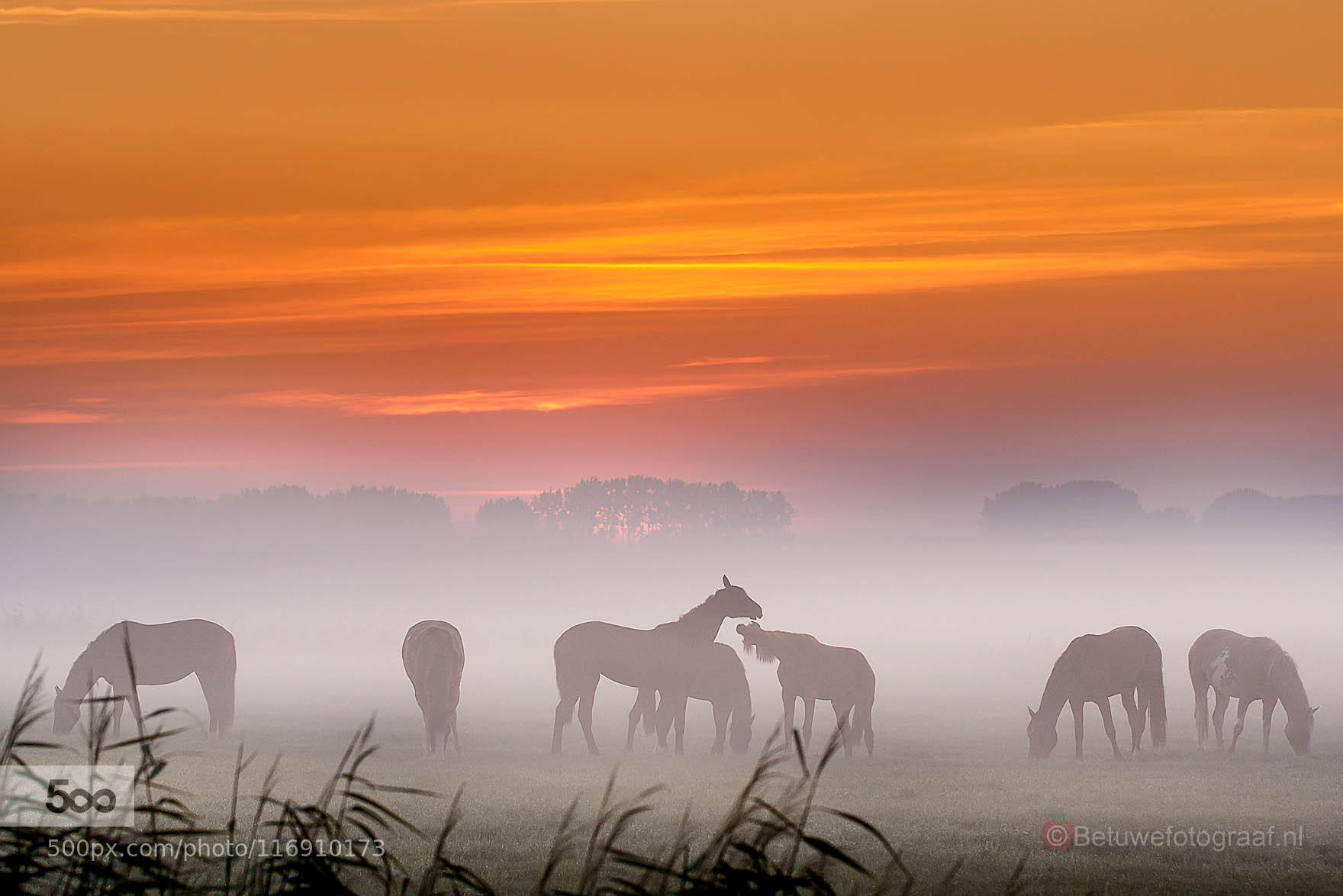 This morning Horses in the mist.......