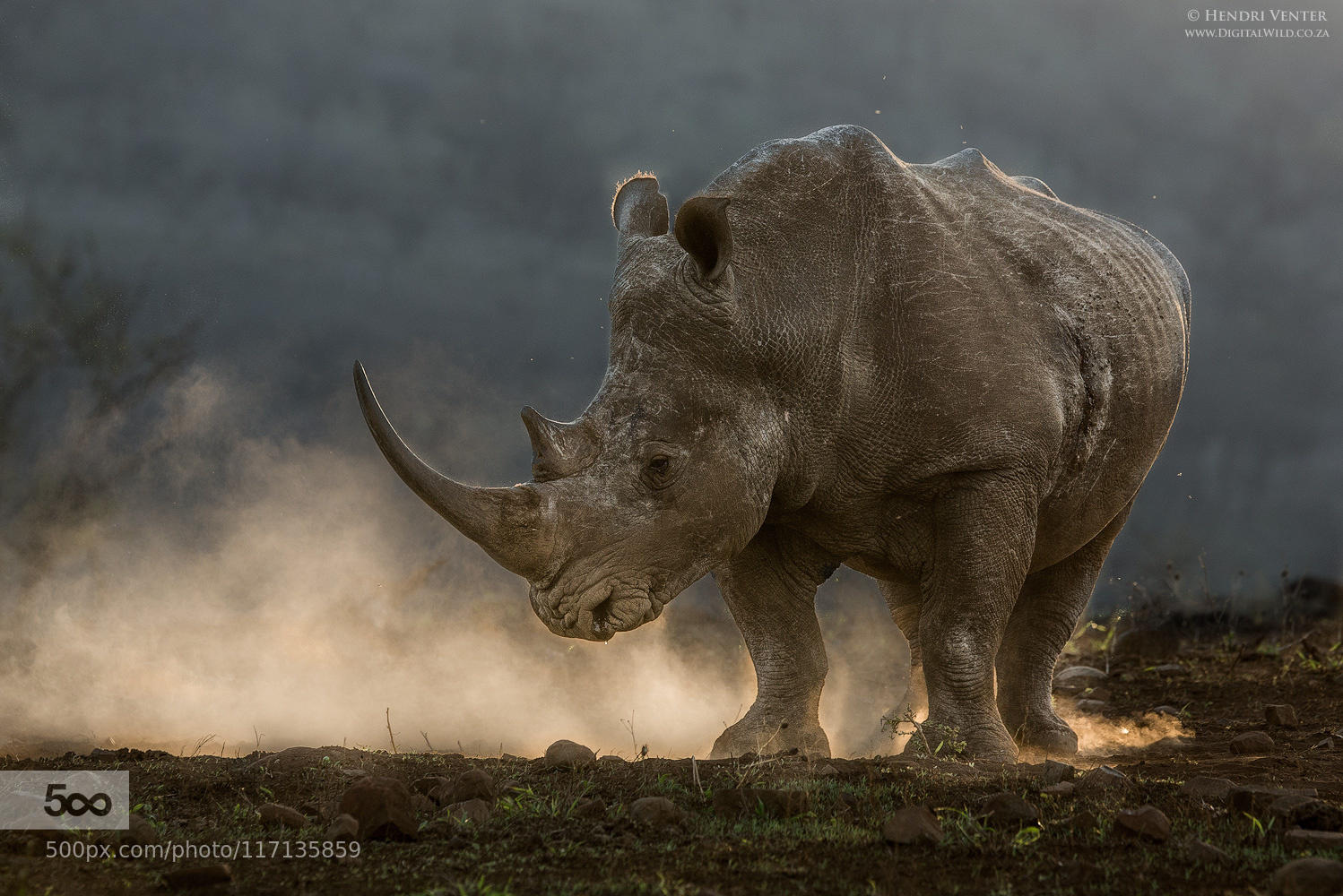 Rhino's. Носорог. Мощный носорог. Носорог бежит. Злой носорог.