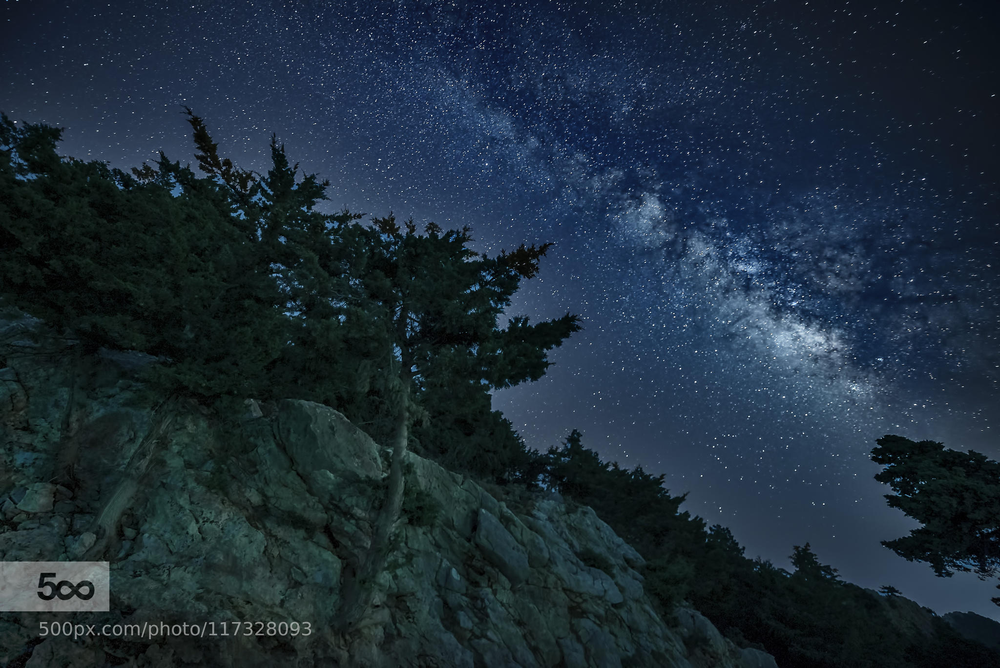 Forest's  Stars