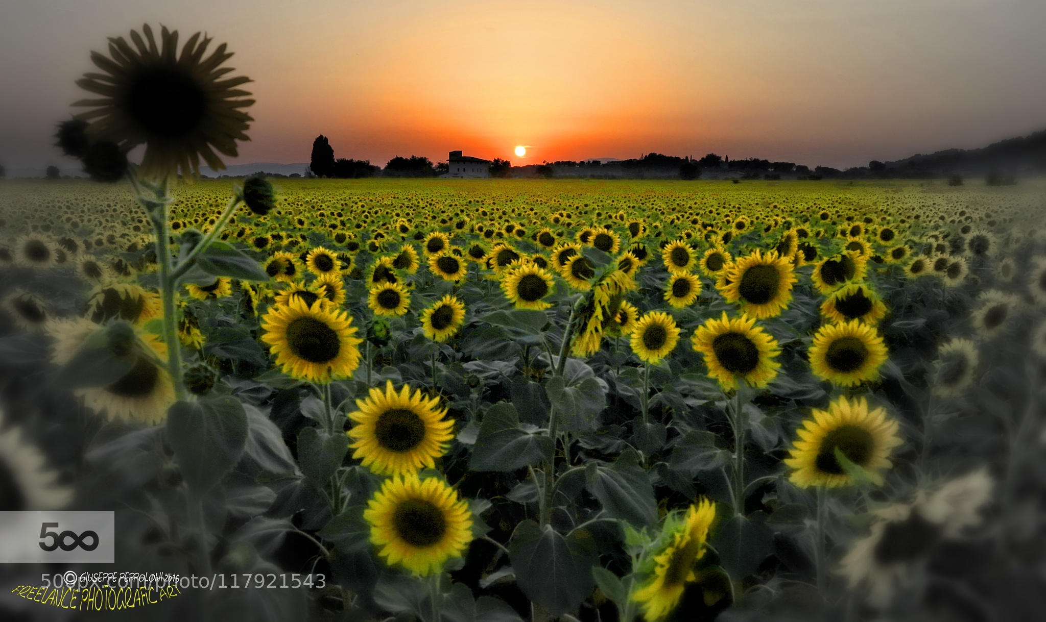 Sunflowers