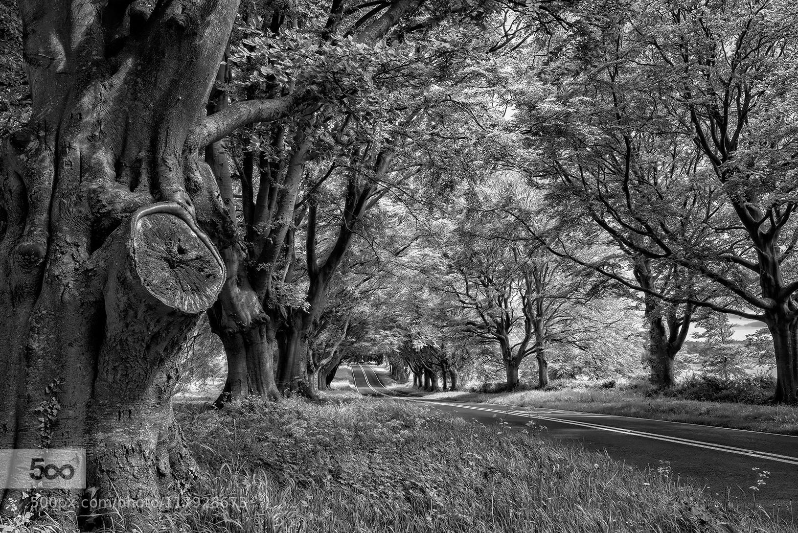 Avenue of Trees