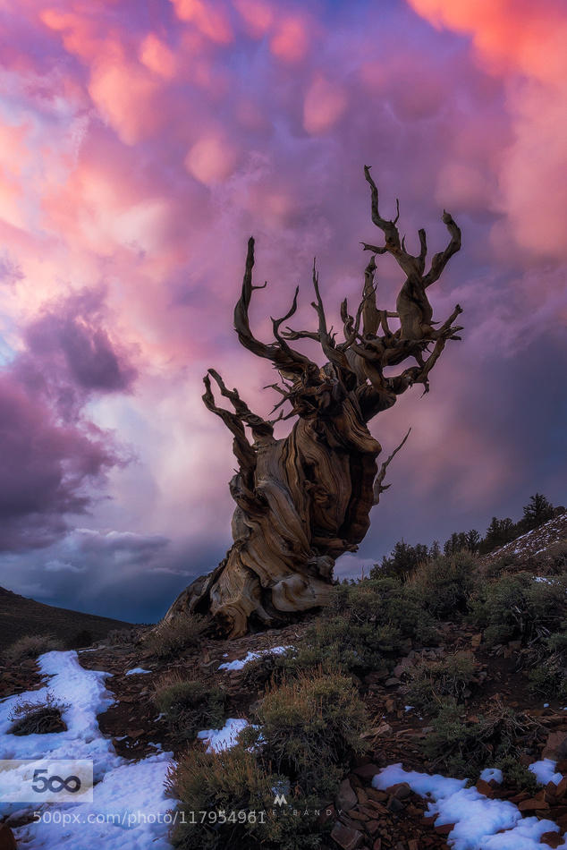 Gnarly Mammatus Madness