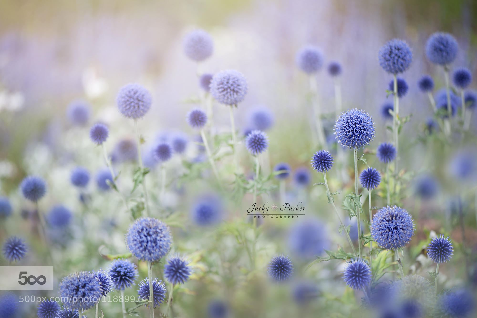 Echinops ritro