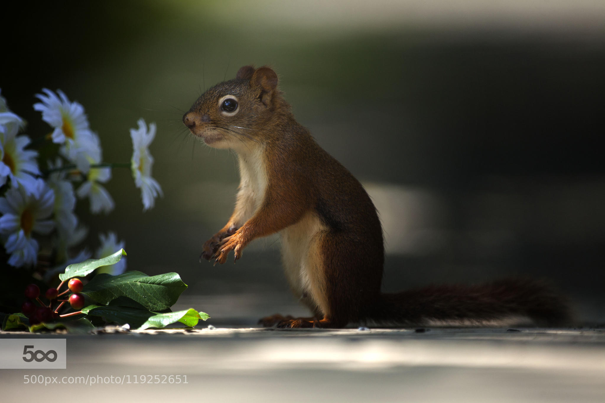 Sur deux pattes