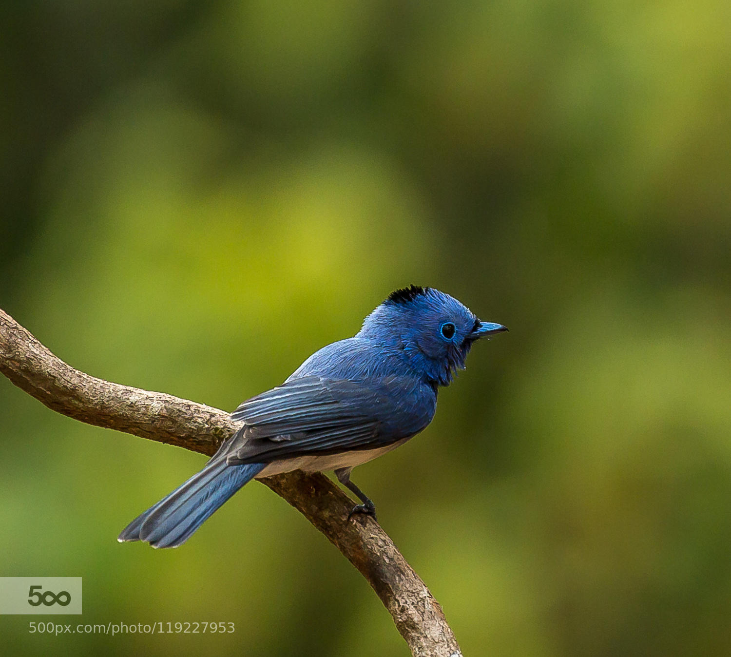 The Black-naped Monarch