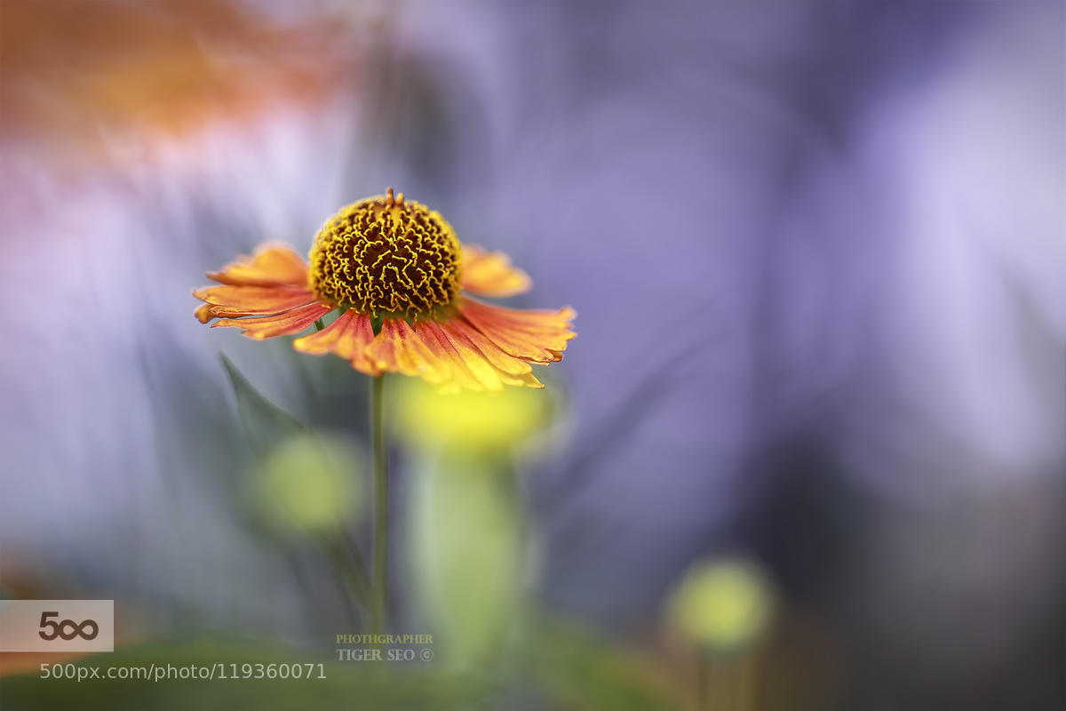 Helenium_2