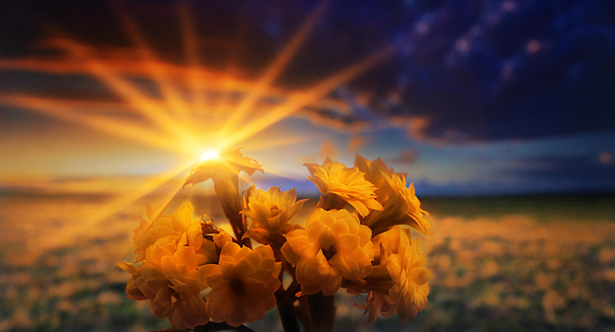 Flower sunset. Рассвет солнца. Солнечный цветок. Цветы в лучах солнца. Красивое солнце.